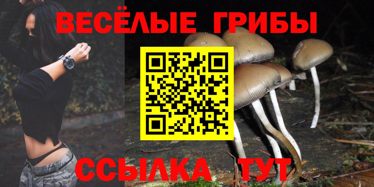 Галлюциногенные грибы Psilocybe Пугачёв